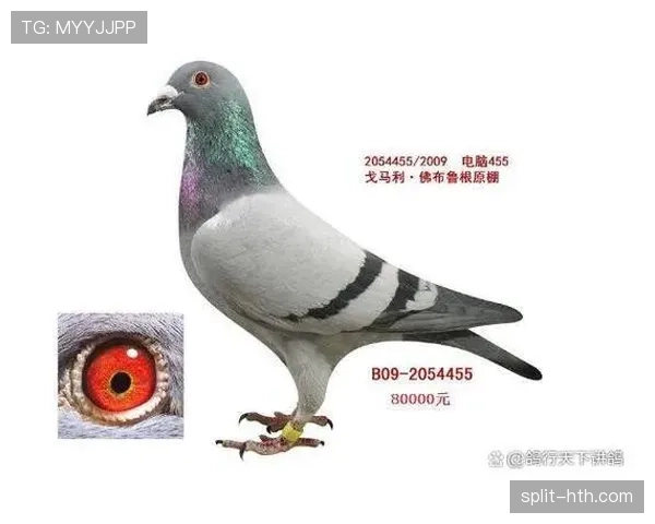 埃弗顿·索萨近期表现稳健，状态持续提升
